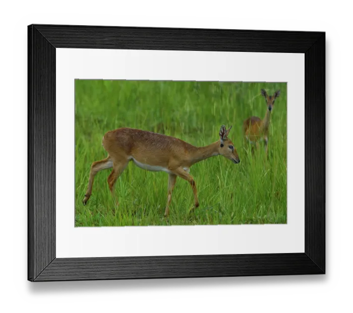 Framed Print : Two Oribis (Ourebia ourebi) female, walking through long grass, Uganda Framed Print : Two Oribis (Ourebia ourebi) female, walking through long grass, Uganda