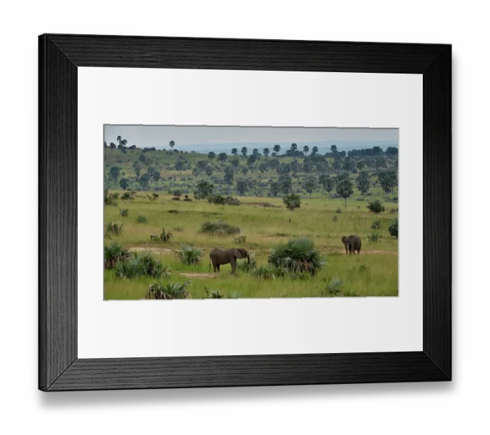 Framed Print : Two African elephants (Loxodonta africana) standing in grassland, Uganda. Endangered Framed Print : Two African elephants (Loxodonta africana) standing in grassland, Uganda. Endangered
