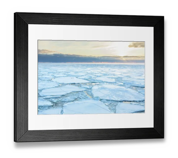 Framed Print : Three Adelie penguins (Pygoscelis adeliae) running across sea ice at sunrise, Franklin Island, Ross Sea, Antarctica. February Framed Print : Three Adelie penguins (Pygoscelis adeliae) running across sea ice at sunrise, Franklin Island, Ross Sea, Antarctica. February