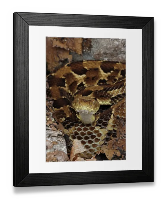 Framed Print : Timber rattlesnake (Crotalus horridus) gravid female resting amongst rocks and leaflitter with head raised, Maryland, USA, July Framed Print : Timber rattlesnake (Crotalus horridus) gravid female resting amongst rocks and leaflitter with head raised, Maryland, USA, July