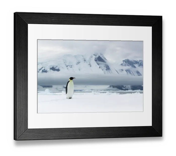 Framed Print : Emperor penguin (Aptenodytes forsteri) standing on snow with mountains in background, Coulman Island Area, Ross Sea, Antarctica Framed Print : Emperor penguin (Aptenodytes forsteri) standing on snow with mountains in background, Coulman Island Area, Ross Sea, Antarctica