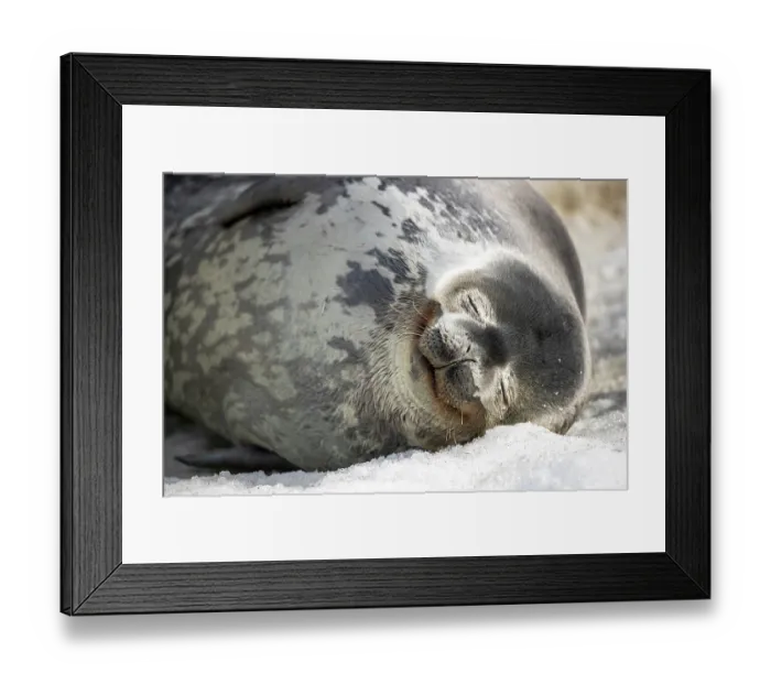 Framed Print : Weddell seal (Leptonychotes weddellii) relaxing on the ice, Robertson Bay, Cape Adare, Antarctica Framed Print : Weddell seal (Leptonychotes weddellii) relaxing on the ice, Robertson Bay, Cape Adare, Antarctica
