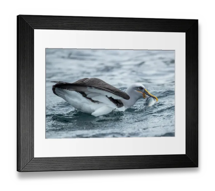 Framed Print : Buller's albatross (Thalassarche bulleri) on water holding a fish in its beak, Snares Island, New Zealand Sub Antarctic Islands, southern Pacific Ocean Framed Print : Buller's albatross (Thalassarche bulleri) on water holding a fish in its beak, Snares Island, New Zealand Sub Antarctic Islands, southern Pacific Ocean