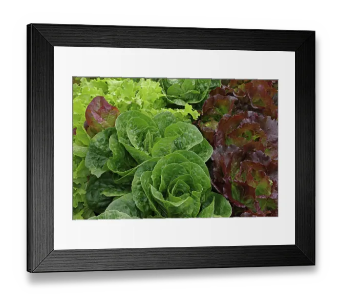 Framed Print : Organic lettuce (Lactuca sativa) growing, Maryland, USA, July Framed Print : Organic lettuce (Lactuca sativa) growing, Maryland, USA, July