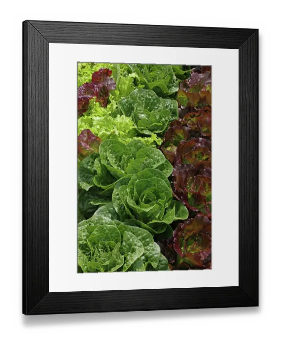 Framed Print : Organic lettuce (Lactuca sativa) growing, Maryland, USA, July Framed Print : Organic lettuce (Lactuca sativa) growing, Maryland, USA, July