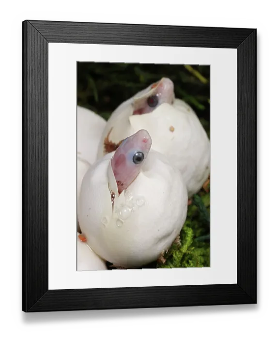 Framed Print : Corn snakes (Pantherophis guttatus) hatching from eggs. Captive. Palmetto morph Framed Print : Corn snakes (Pantherophis guttatus) hatching from eggs. Captive. Palmetto morph