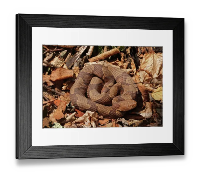 Framed Print : Northern copperhead (Agkistrodon contortrix mokasen) basking in leaflitter, Maryland, USA, June Framed Print : Northern copperhead (Agkistrodon contortrix mokasen) basking in leaflitter, Maryland, USA, June