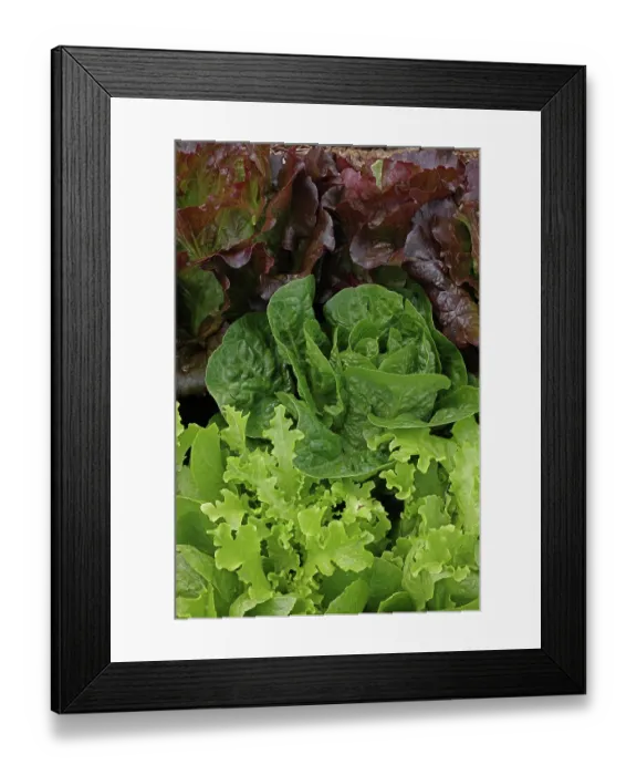 Framed Print : Organic lettuce (Lactuca sativa) growing, Maryland, USA, July Framed Print : Organic lettuce (Lactuca sativa) growing, Maryland, USA, July