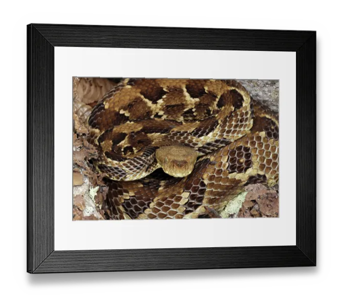 Framed Print : Timber rattlesnake (Crotalus horridus) gravid female resting amongst rocks and leaflitter, Maryland, USA, July Framed Print : Timber rattlesnake (Crotalus horridus) gravid female resting amongst rocks and leaflitter, Maryland, USA, July
