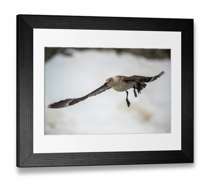 Framed Print : South Polar skua (Stercorarius antarcticus) in flight, Robertson Bay, Cape Adare, Antarctica