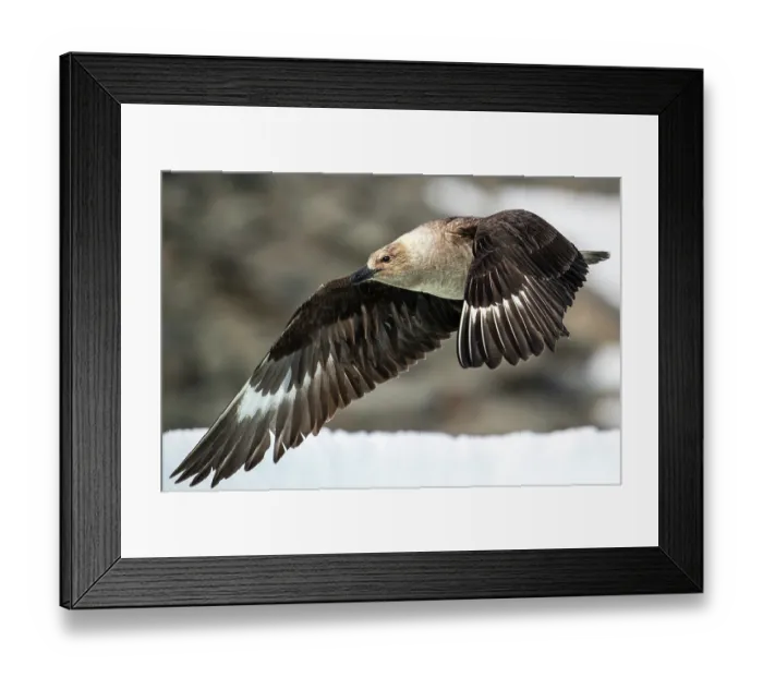 Framed Print : South Polar skua (Stercorarius antarcticus) in flight, Robertson Bay, Cape Adare, Antarctica Framed Print : South Polar skua (Stercorarius antarcticus) in flight, Robertson Bay, Cape Adare, Antarctica
