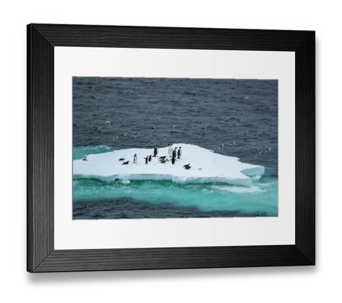 Framed Print : Emperor penguins (Aptenodytes forsteri) and Adelie penguins (Pygoscelis adeliae) resting on an iceberg with Antarctic petrels (Thalassoica antarctica) in flight overhead Framed Print : Emperor penguins (Aptenodytes forsteri) and Adelie penguins (Pygoscelis adeliae) resting on an iceberg with Antarctic petrels (Thalassoica antarctica) in flight overhead