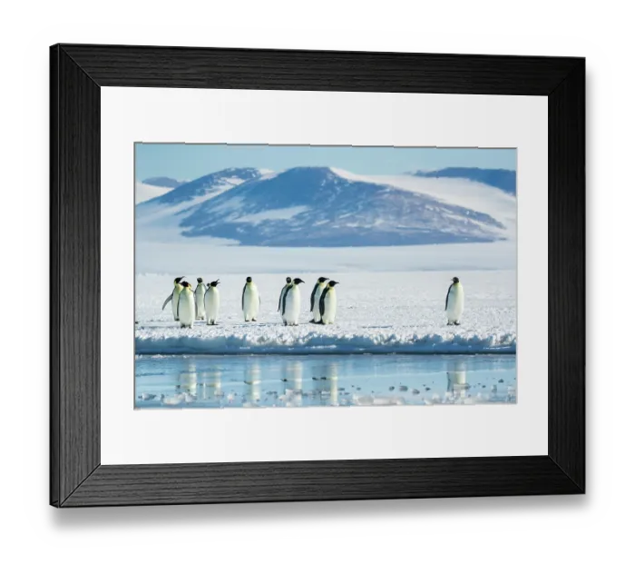 Framed Print : Group of Emperor penguins (Aptenodytes forsteri) standing on ice at water's edge with mountains in background, Cape Chocolate vicinity, McMurdo Sound, Ross Sea, Antarctica Framed Print : Group of Emperor penguins (Aptenodytes forsteri) standing on ice at water's edge with mountains in background, Cape Chocolate vicinity, McMurdo Sound, Ross Sea, Antarctica