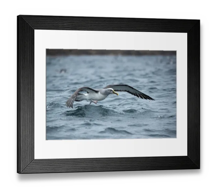 Framed Print : Buller's albatross (Thalassarche bulleri) taking off from ocean surface, Snares Island, New Zealand Sub Antarctic Islands, Pacific Ocean Framed Print : Buller's albatross (Thalassarche bulleri) taking off from ocean surface, Snares Island, New Zealand Sub Antarctic Islands, Pacific Ocean