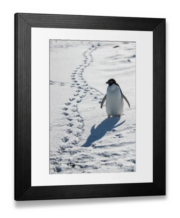 Framed Print : Adelie penguin (Pygoscelis adeliae) walking over snow leaving footprints, Cape Evans, Ross Island, McMurdo Sound, Ross Sea, Antarctica