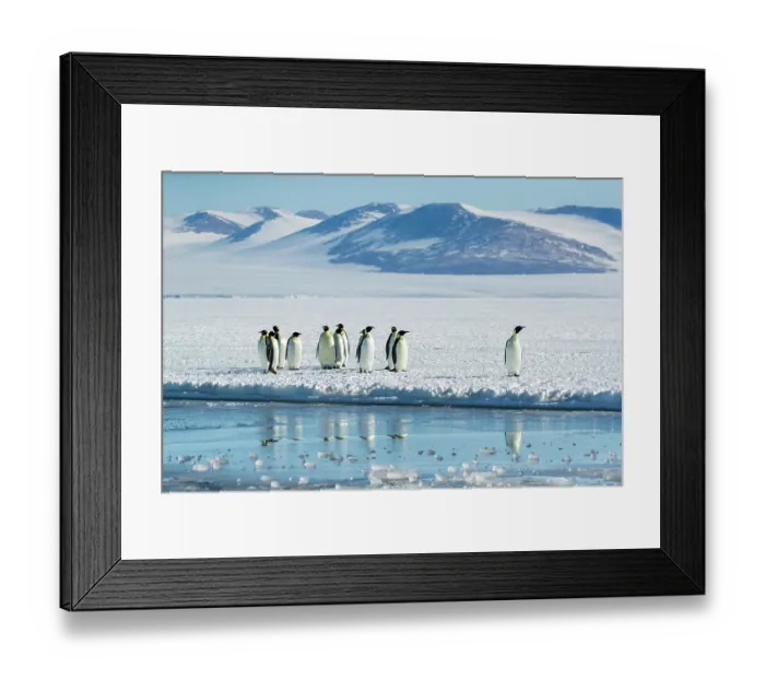 Framed Print : Group of Emperor penguins (Aptenodytes forsteri) standing on ice at water's edge with mountains in background, Cape Chocolate vicinity, McMurdo Sound, Ross Sea, Antarctica Framed Print : Group of Emperor penguins (Aptenodytes forsteri) standing on ice at water's edge with mountains in background, Cape Chocolate vicinity, McMurdo Sound, Ross Sea, Antarctica
