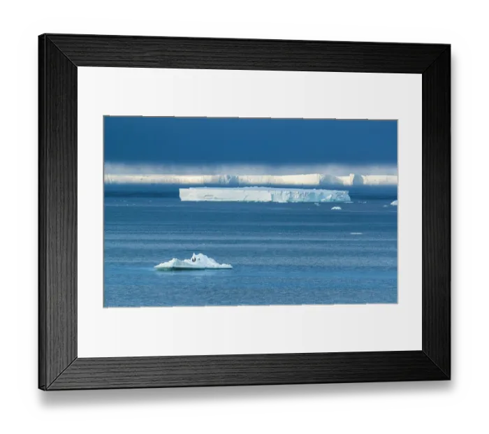 Framed Print : Three Emperor penguins (Aptenodytes forsteri) resting on a small iceberg in front of the Ross Ice Shelf shrouded in cloud, Bay of Whales, Ross Sea, Antarctica Framed Print : Three Emperor penguins (Aptenodytes forsteri) resting on a small iceberg in front of the Ross Ice Shelf shrouded in cloud, Bay of Whales, Ross Sea, Antarctica