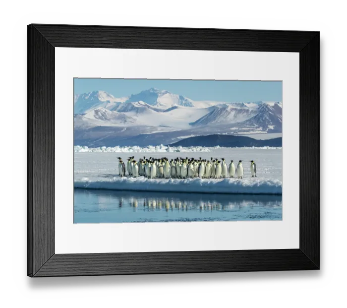 Framed Print : Group of Emperor penguins (Aptenodytes forsteri) standing on ice at water's edge with mountains in background, Cape Chocolate vicinity, McMurdo Sound, Ross Sea, Antarctica Framed Print : Group of Emperor penguins (Aptenodytes forsteri) standing on ice at water's edge with mountains in background, Cape Chocolate vicinity, McMurdo Sound, Ross Sea, Antarctica