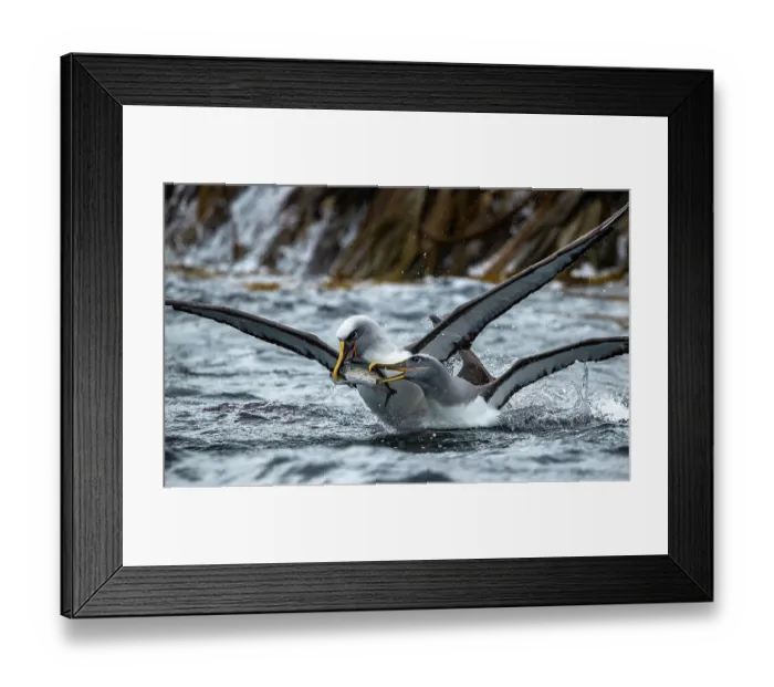 Framed Print : Two Buller's albatrosses (Thalassarche bulleri) fighting over a fish, Snares Island, New Zealand Sub Antarctic Islands, southern Pacific Ocean Framed Print : Two Buller's albatrosses (Thalassarche bulleri) fighting over a fish, Snares Island, New Zealand Sub Antarctic Islands, southern Pacific Ocean