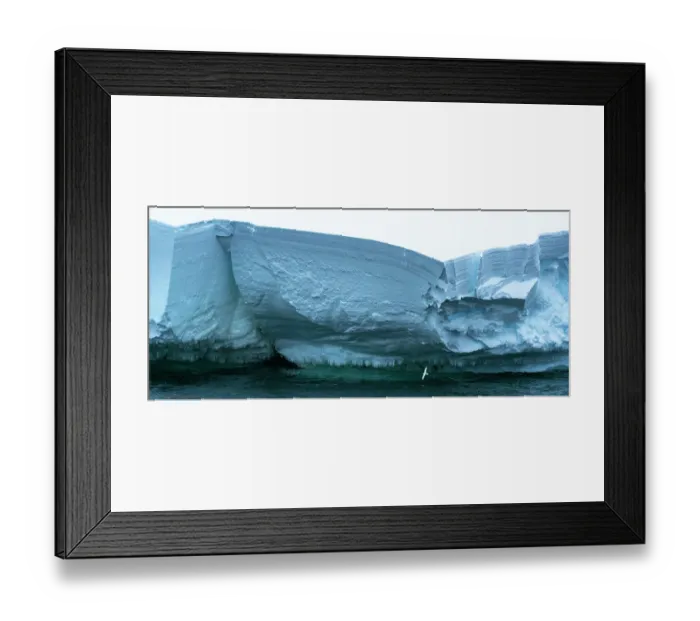 Framed Print : Snow petrel (Pagodroma nivea) in flight in front of huge iceberg, Cape Colbeck, Ross Sea, Antarctica Framed Print : Snow petrel (Pagodroma nivea) in flight in front of huge iceberg, Cape Colbeck, Ross Sea, Antarctica
