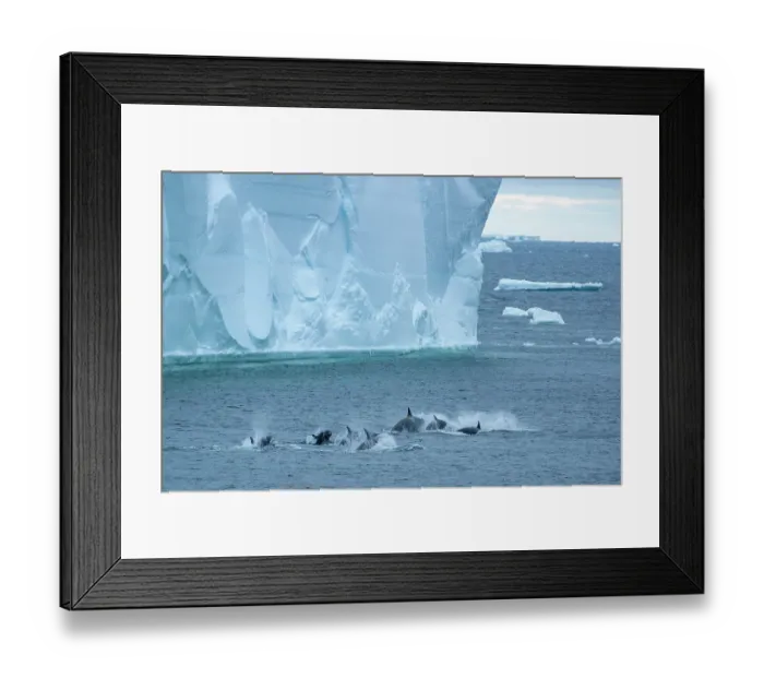 Framed Print : Type C / Ross Sea killer whales (Orcinus orca) pod porpoising in front of a large iceberg, Cape Colbeck, Ross Sea, Antarctica Framed Print : Type C / Ross Sea killer whales (Orcinus orca) pod porpoising in front of a large iceberg, Cape Colbeck, Ross Sea, Antarctica