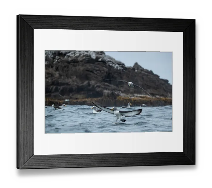 Framed Print : Buller's albatross (Thalassarche bulleri) landing on sea surface with rocky shore behind, Snares Island, New Zealand Sub Antarctic Islands, southern Pacific Ocean Framed Print : Buller's albatross (Thalassarche bulleri) landing on sea surface with rocky shore behind, Snares Island, New Zealand Sub Antarctic Islands, southern Pacific Ocean