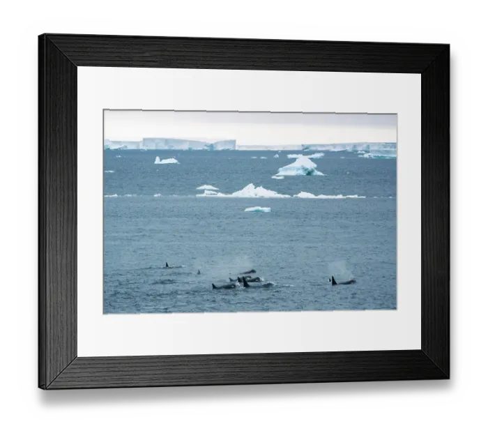 Framed Print : Type C / Ross Sea killer whales (Orcinus orca) pod swimming at water surface with icebergs in background, Cape Colbeck, Ross Sea, Antarctica Framed Print : Type C / Ross Sea killer whales (Orcinus orca) pod swimming at water surface with icebergs in background, Cape Colbeck, Ross Sea, Antarctica