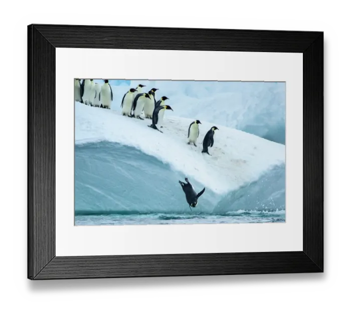 Framed Print : Group of Emperor penguins (Aptenodytes forsteri) leaping from iceberg into the sea, Cape Colbeck, Ross Sea, Antarctica Framed Print : Group of Emperor penguins (Aptenodytes forsteri) leaping from iceberg into the sea, Cape Colbeck, Ross Sea, Antarctica