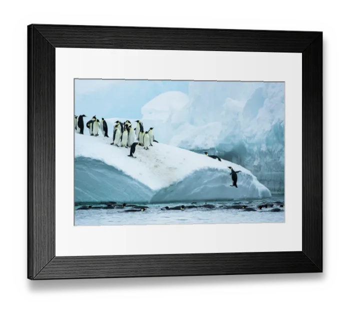 Framed Print : Group of Emperor penguins (Aptenodytes forsteri) standing on iceberg with one leaping out of the sea to join them, Cape Colbeck, Ross Sea, Antarctica