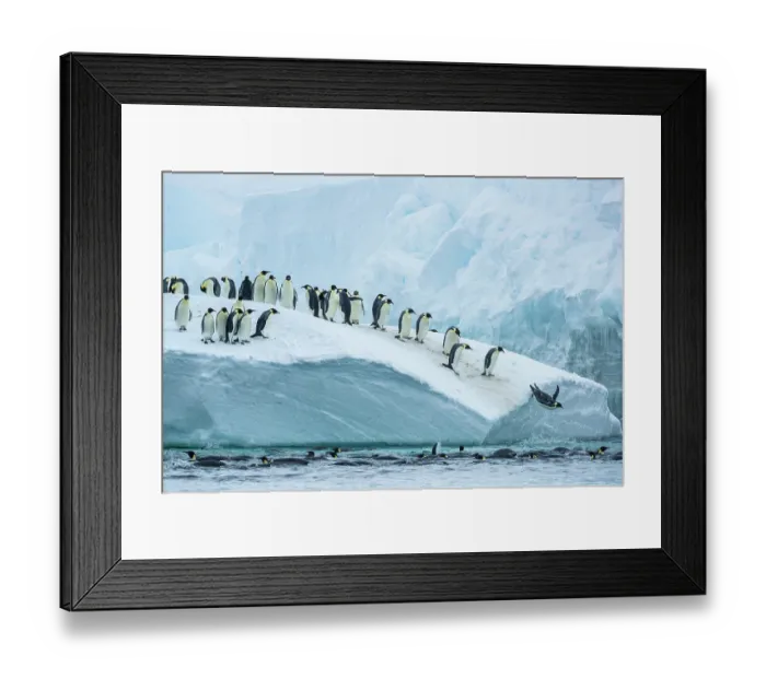 Framed Print : Group of Emperor penguins (Aptenodytes forsteri) leaping from iceberg into the sea, Cape Colbeck, Ross Sea, Antarctica Framed Print : Group of Emperor penguins (Aptenodytes forsteri) leaping from iceberg into the sea, Cape Colbeck, Ross Sea, Antarctica