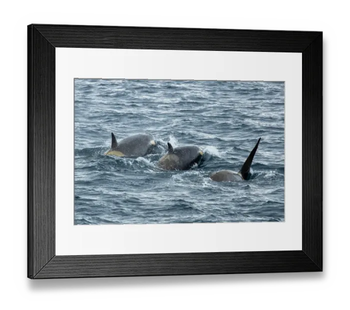 Framed Print : Three Type C  /  Ross Sea killer whales (Orcinus orca) swimming at the surface, Cape Crozier, Ross Island, Ross Sea, Antarctica