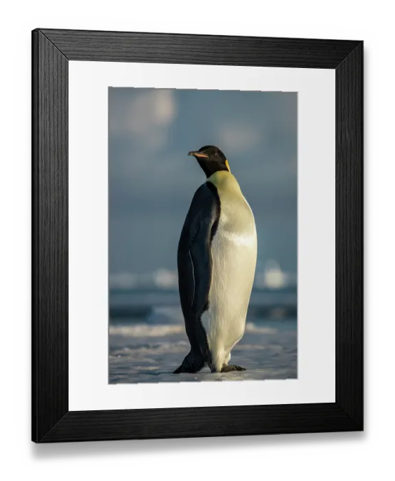 Framed Print : Emperor penguin (Aptenodytes forsteri) portrait, Cape Chocolate vicinity, McMurdo Sound, Ross Sea, Antarctica Framed Print : Emperor penguin (Aptenodytes forsteri) portrait, Cape Chocolate vicinity, McMurdo Sound, Ross Sea, Antarctica