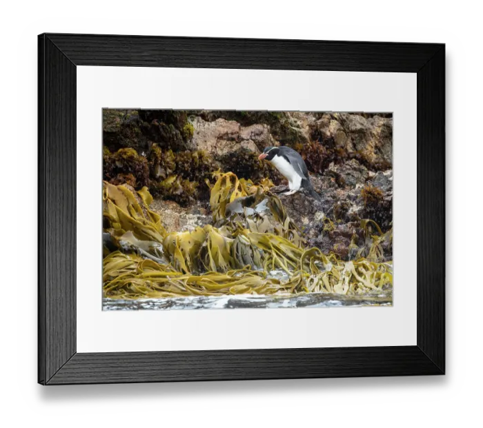 Framed Print : Snares crested penguin (Eudyptes robustus) standing on kelp-covered rocks on the shore, Snare Island, New Zealand Sub Antarctic Islands Framed Print : Snares crested penguin (Eudyptes robustus) standing on kelp-covered rocks on the shore, Snare Island, New Zealand Sub Antarctic Islands