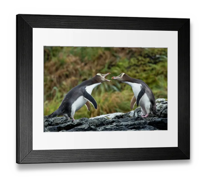 Framed Print : Two Yellow-eyed penguins (Megadyptes antipodes) squabbling, Enderby Island, Auckland Islands Group, New Zealand Sub Antarctic Islands. Endangered Framed Print : Two Yellow-eyed penguins (Megadyptes antipodes) squabbling, Enderby Island, Auckland Islands Group, New Zealand Sub Antarctic Islands. Endangered