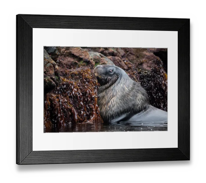 Framed Print : New Zealand sea lion (Phocarctos hookeri) male, resting in shallow water next to rocks, Snares Island, New Zealand Sub Antarctic Islands. Endangered Framed Print : New Zealand sea lion (Phocarctos hookeri) male, resting in shallow water next to rocks, Snares Island, New Zealand Sub Antarctic Islands. Endangered