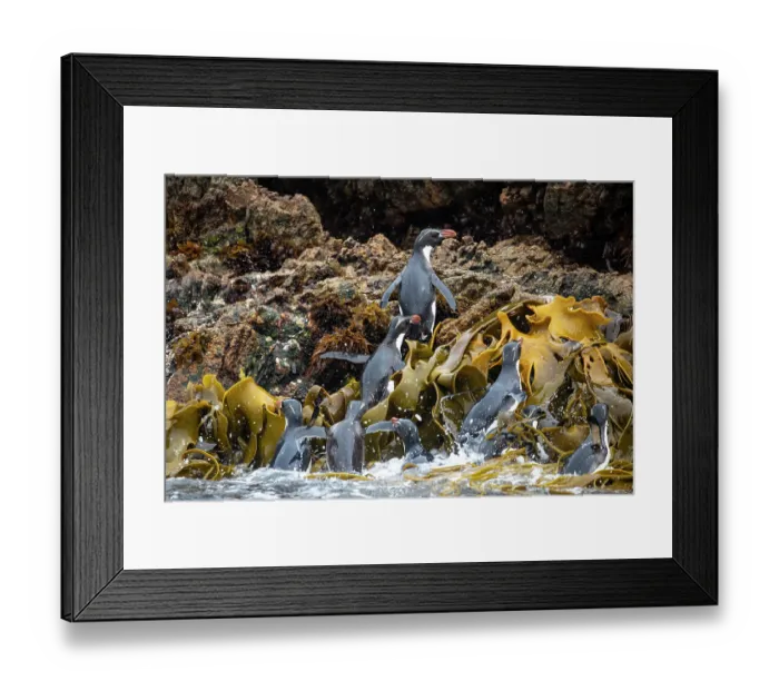 Framed Print : Group of Snares crested penguins (Eudyptes robustus) exiting water on to rocky shore, Snares Island, New Zealand Sub Antarctic Islands Framed Print : Group of Snares crested penguins (Eudyptes robustus) exiting water on to rocky shore, Snares Island, New Zealand Sub Antarctic Islands