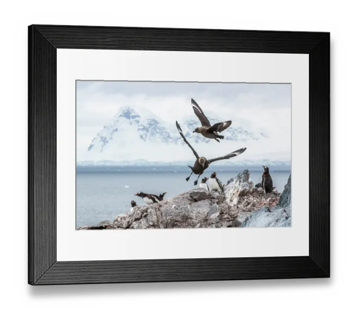 Framed Print : Two South Polar skuas (Stercorarius antarcticus) landing on rocks among colony of Gentoo penguins (Pygoscelis papua), Cuverville Island, Gerlache Strait, Antarctic Peninsula Framed Print : Two South Polar skuas (Stercorarius antarcticus) landing on rocks among colony of Gentoo penguins (Pygoscelis papua), Cuverville Island, Gerlache Strait, Antarctic Peninsula