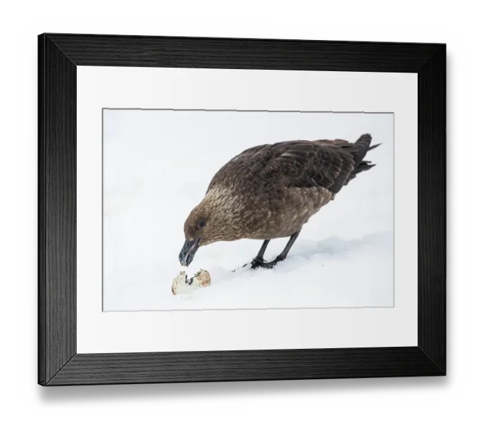 Framed Print : South Polar skua (Stercorarius antarcticus) feeding on Gentoo penguin (Pygoscelis papua) egg on snow, Cuverville Island, Gerlache Strait, Antarctic Peninsula, Antarctica Framed Print : South Polar skua (Stercorarius antarcticus) feeding on Gentoo penguin (Pygoscelis papua) egg on snow, Cuverville Island, Gerlache Strait, Antarctic Peninsula, Antarctica