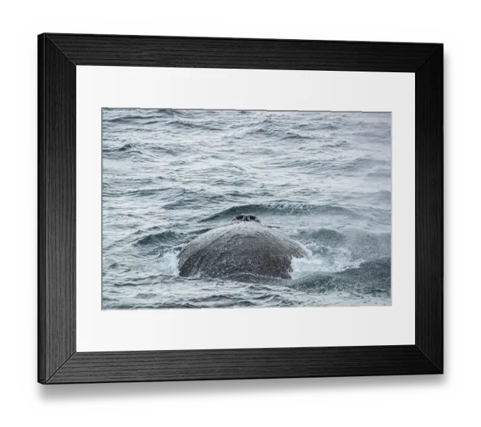 Framed Print : Humpback whale (Megaptera novaeangliae) surfacing, Gerlache Strait, Antarctic Peninsula, Antarctica Framed Print : Humpback whale (Megaptera novaeangliae) surfacing, Gerlache Strait, Antarctic Peninsula, Antarctica