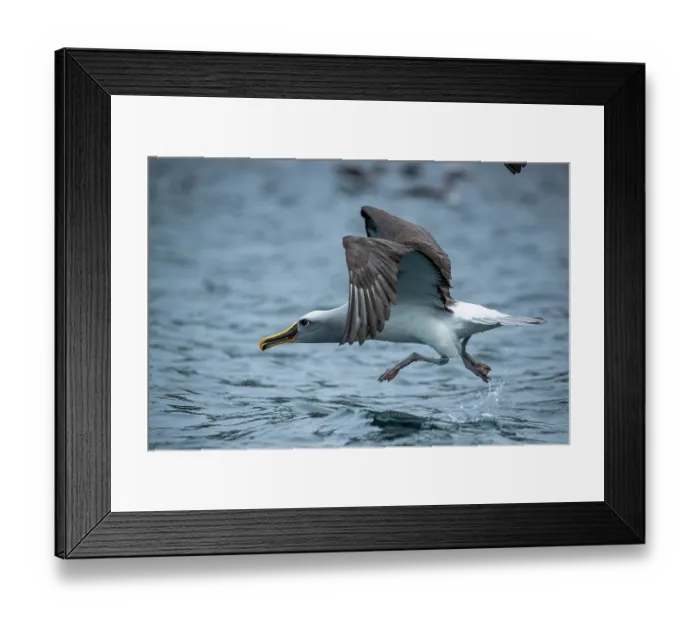 Framed Print : Buller's albatross (Thalassarche bulleri) taking off from ocean surface, Snares Island, New Zealand Sub Antarctic Islands, southern Pacific Ocean Framed Print : Buller's albatross (Thalassarche bulleri) taking off from ocean surface, Snares Island, New Zealand Sub Antarctic Islands, southern Pacific Ocean