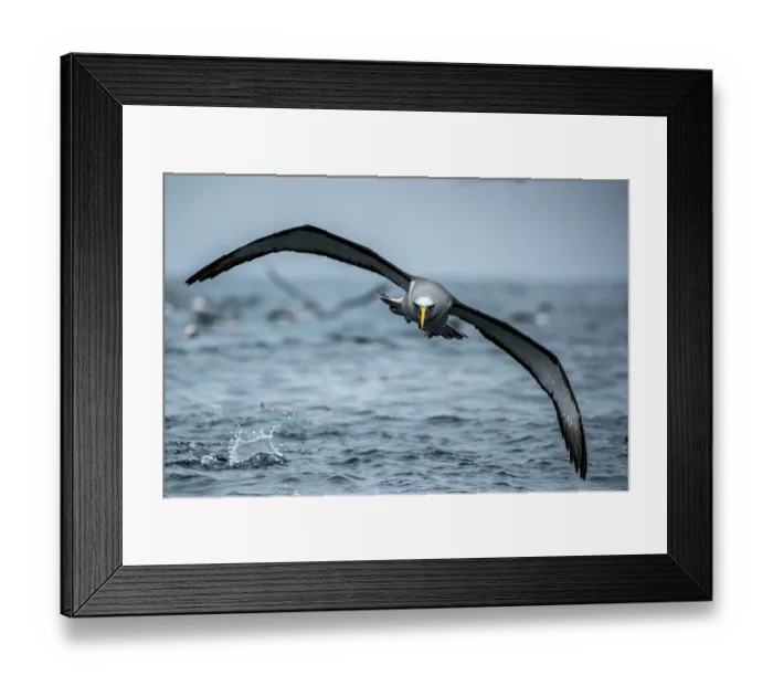 Framed Print : Buller's albatross (Thalassarche bulleri) flying low over the ocean, Snares Island, New Zealand Sub Antarctic Islands, southern Pacific Ocean Framed Print : Buller's albatross (Thalassarche bulleri) flying low over the ocean, Snares Island, New Zealand Sub Antarctic Islands, southern Pacific Ocean