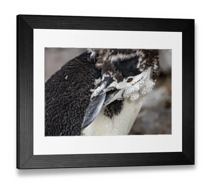 Framed Print : Chinstrap penguin (Pygoscelis antarcticus) with moulting feathers, preening, Half Moon Island, South Shetland Islands, Antarctica Framed Print : Chinstrap penguin (Pygoscelis antarcticus) with moulting feathers, preening, Half Moon Island, South Shetland Islands, Antarctica