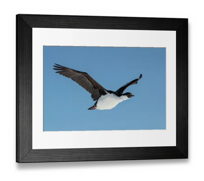 Framed Print : Antarctic shag (Phalacrocorax bransfieldensis) in flight against blue sky, Prospect Point, Antarctic Peninsula, Antarctica