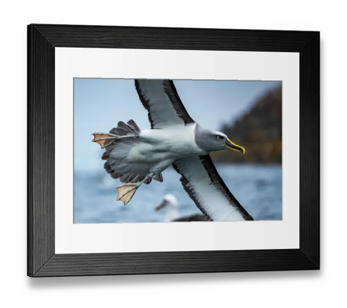 Framed Print : Buller's albatross (Thalassarche bulleri) in flight over water, Snares Island, New Zealand Sub Antarctic Islands