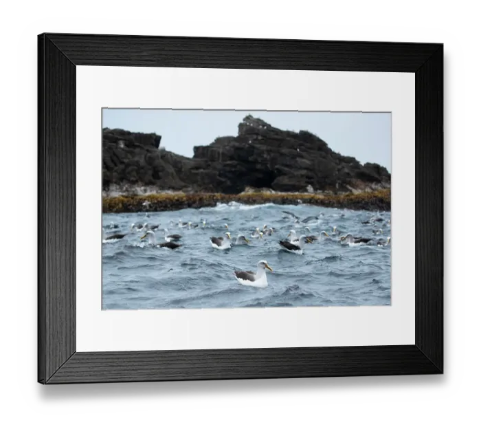 Framed Print : Large group of Buller's albatross (Thalassarche bulleri) on water, Snares Island, New Zealand Sub Antarctic Islands, southern Pacific Ocean Framed Print : Large group of Buller's albatross (Thalassarche bulleri) on water, Snares Island, New Zealand Sub Antarctic Islands, southern Pacific Ocean