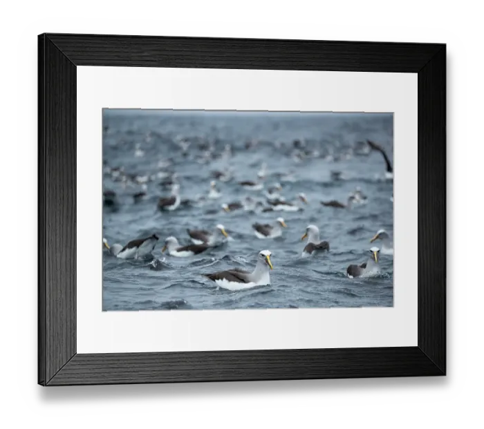 Framed Print : Large group of Buller's albatross (Thalassarche bulleri) on water, Snares Island, New Zealand Sub Antarctic Islands, southern Pacific Ocean Framed Print : Large group of Buller's albatross (Thalassarche bulleri) on water, Snares Island, New Zealand Sub Antarctic Islands, southern Pacific Ocean
