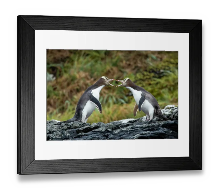 Framed Print : Two Yellow-eyed penguins (Megadyptes antipodes) squabbling, Enderby Island, Auckland Islands Group, New Zealand Sub Antarctic Islands. Endangered Framed Print : Two Yellow-eyed penguins (Megadyptes antipodes) squabbling, Enderby Island, Auckland Islands Group, New Zealand Sub Antarctic Islands. Endangered