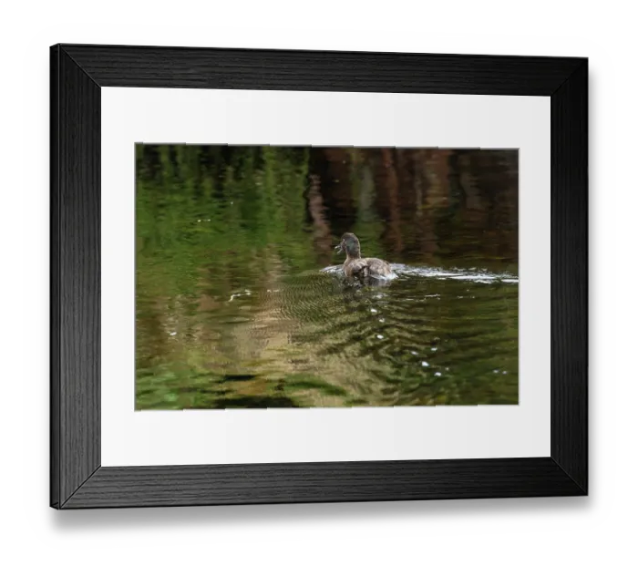 Framed Print : Campbell teal (Anas nesiotis) on water, Campbell Island, New Zealand Sub Antarctic Islands Framed Print : Campbell teal (Anas nesiotis) on water, Campbell Island, New Zealand Sub Antarctic Islands