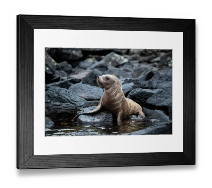 Framed Print : New Zealand sea lion (Phocarctos hookeri) juvenile, resting on rocks at the shore, Campbell Island, New Zealand Sub Antarctic Islands. Endangered
