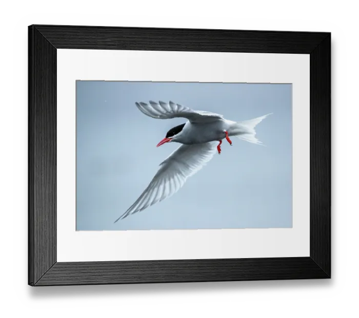 Framed Print : Antarctic tern (Sterna vittata) in flight, Campbell Island, New Zealand Sub Antarctic Islands Framed Print : Antarctic tern (Sterna vittata) in flight, Campbell Island, New Zealand Sub Antarctic Islands